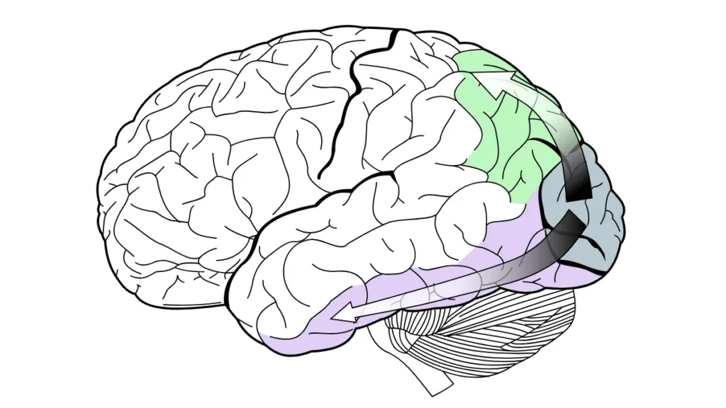 Side-view diagram of the brain with two arrows originating from the visual cortex in the occipital lobe: the ventral stream towards the temporal lobe in purple, and the dorsal stream towards the parietal lobe in green.